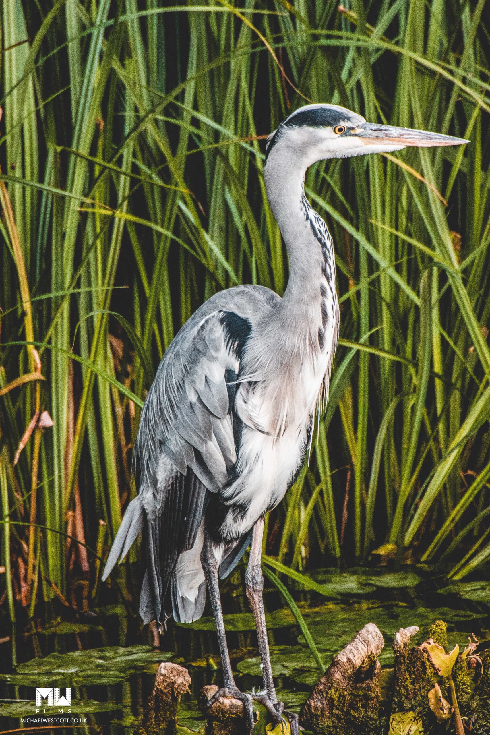 Heron Standing in the weeds on the edge of a river