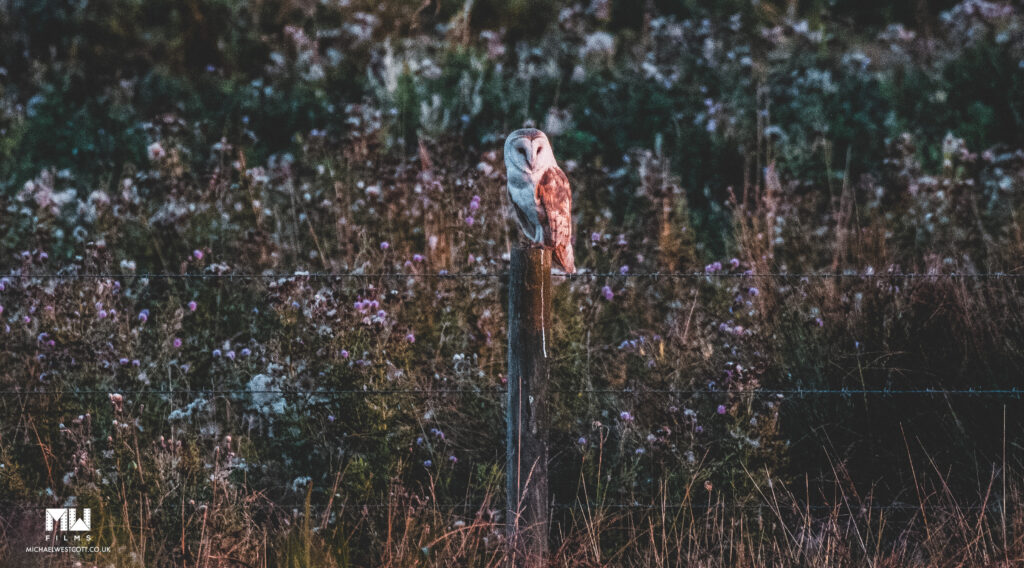 Barn Owl on Post