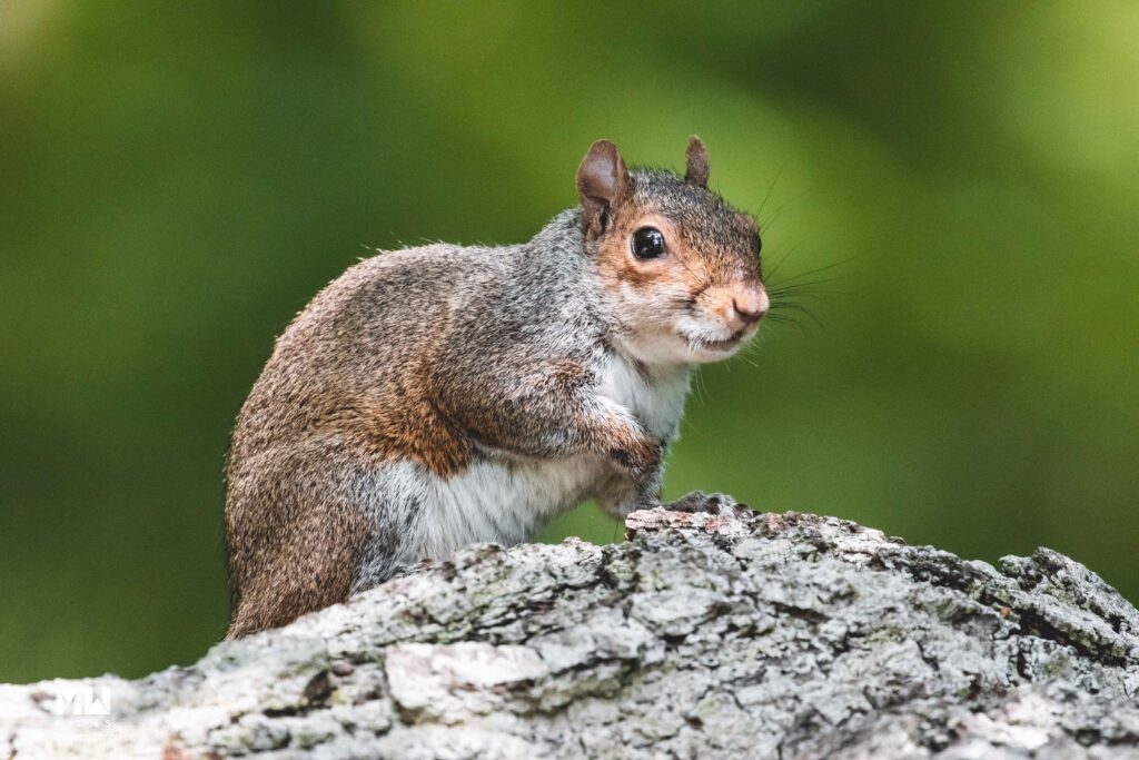 Grey Squirrel New Forest
