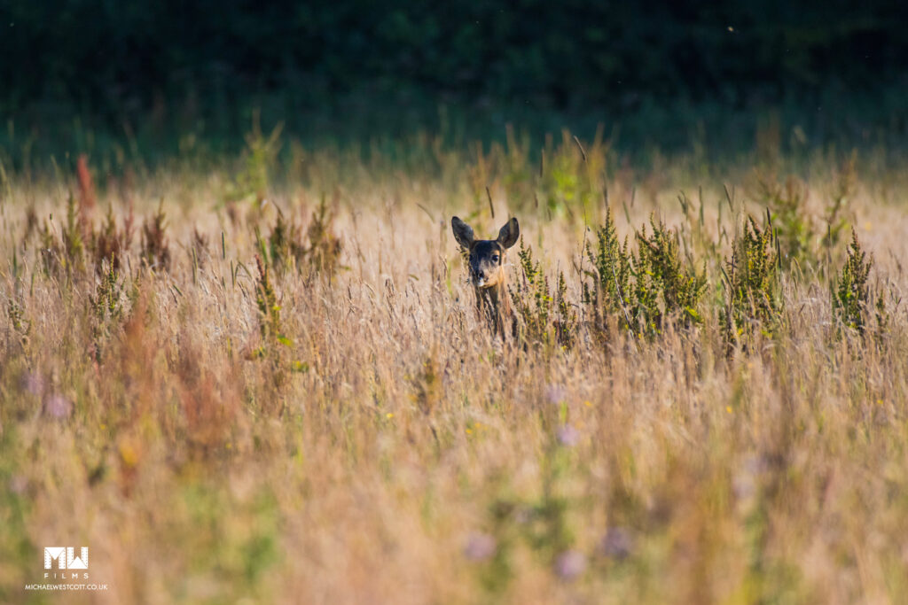 Deer in Grass