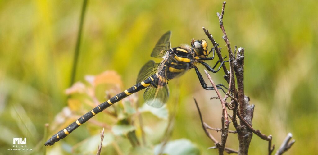 Golden-ringed Dragonfly new forest