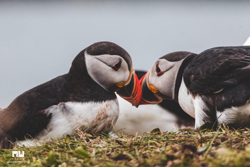 Puffins Kissing