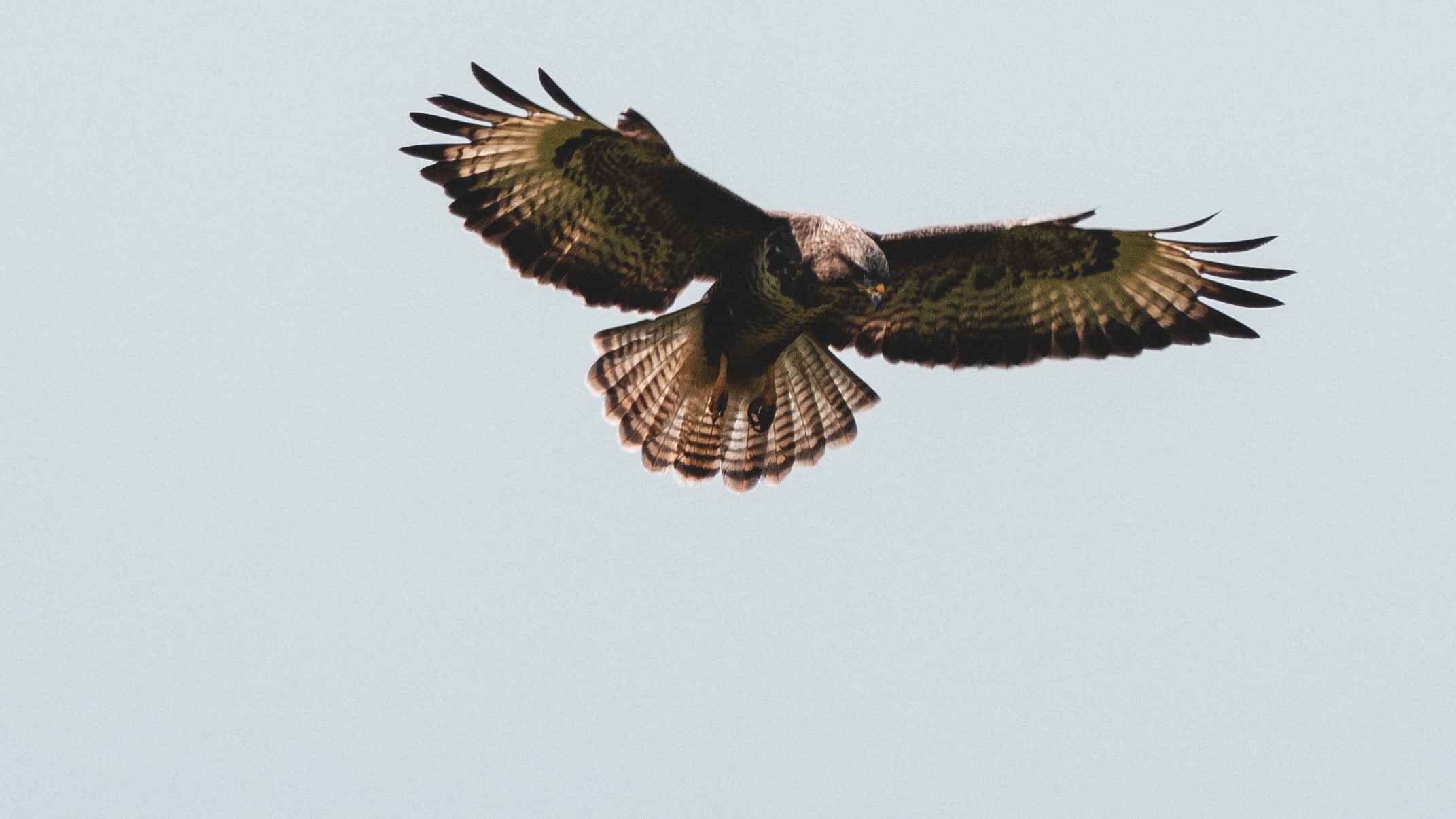 Buzzard hovering 