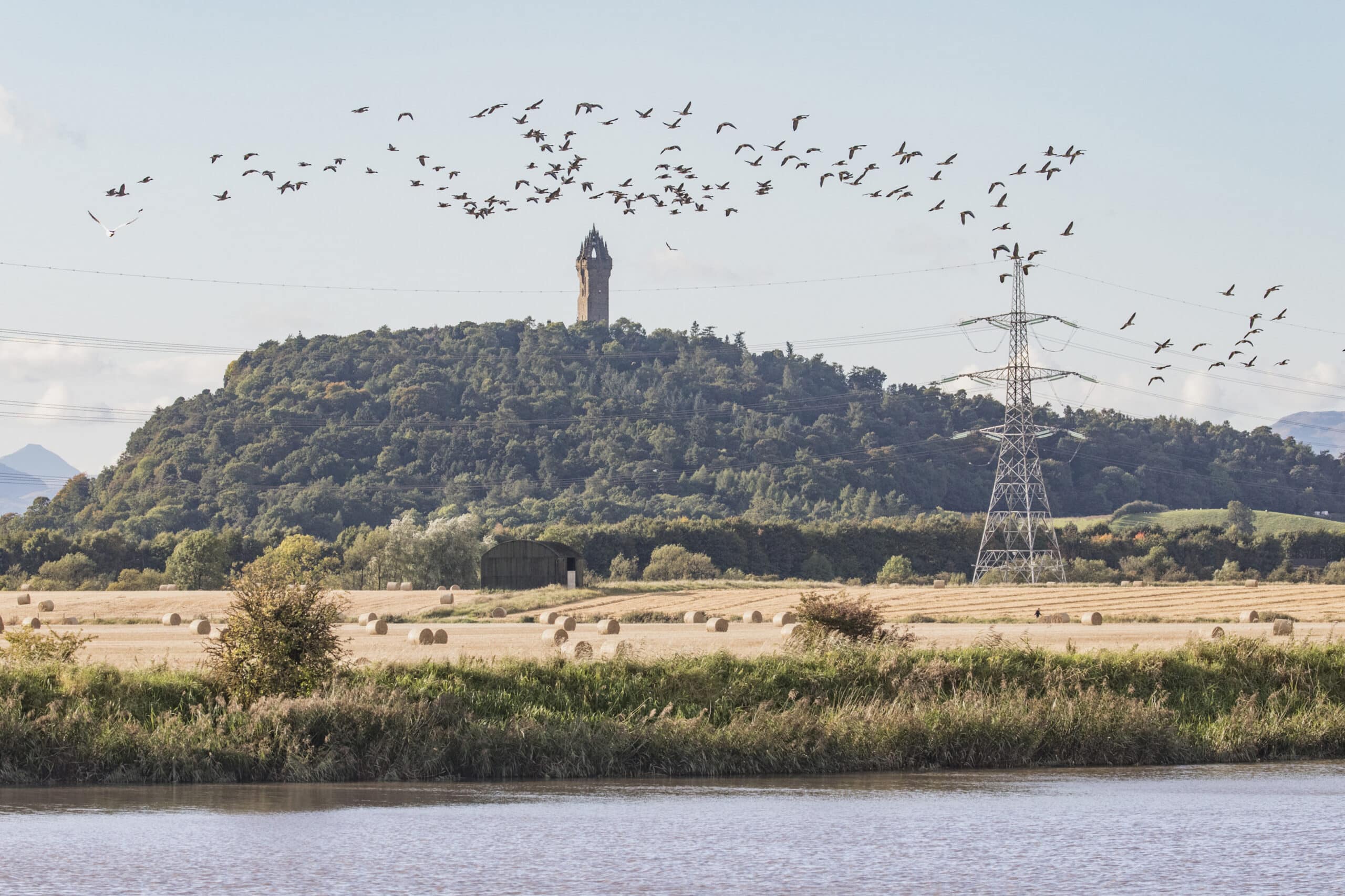 a flock of pink footed geese and the wallace monument on the abb
